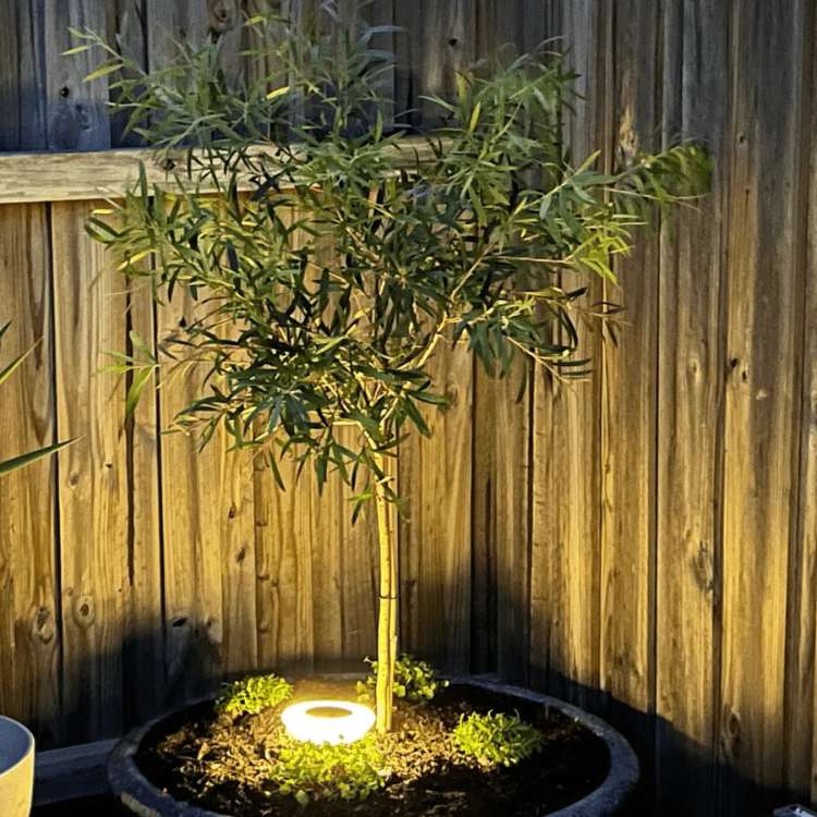 Pack 4x Solar-Powered Garden Lights | Rust-Proof, Weatherproof & Ideal for Year-Round Outdoor Use